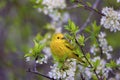 Yellow Warbler 805458