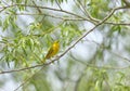 Yellow Warbler Perched Royalty Free Stock Photo