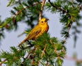 Yellow Warbler Photo and Image. Perched on a tamarack tree branch with cones and feeding on a insect and enjoying its environment