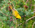 Yellow Warbler Photo and Image. Perched on a tamarack tree branch with cones and feeding on a insect and enjoying its environment