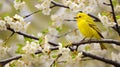 Yellow warbler resting on a blooming branch in a lush spring environment