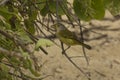 The yellow warbler Setophaga petechia, Dendroica petechia.