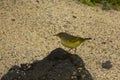 The yellow warbler Setophaga petechia, Dendroica petechia.