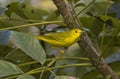 Yellow Warbler (Setophaga petechia Royalty Free Stock Photo