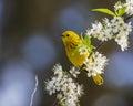 Yellow Warbler Setophaga petechia Royalty Free Stock Photo