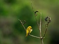 Yellow warbler Setophaga petechia sitting in tree hiding head from rain Vilcabamba, Ecuador