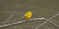 Yellow Warbler.