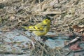 Yellow Warbler taking bath