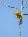 American Yellow Warbler Setophaga petechia  taking flight from a tree Royalty Free Stock Photo