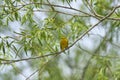 Yellow Warbler in the Underbrush