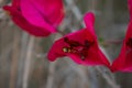 Yellow wasp hidden inside a pink flower, drying off from the rain. Royalty Free Stock Photo