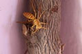 Yellow wasp and hornet are some of the deadliest insects in south Asia. The common wasp, red paper wasp, yellow potter wasp, black Royalty Free Stock Photo