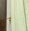 Yellow wasp, insect sitting on wall, macro shots, wild life photography Royalty Free Stock Photo