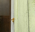 Yellow wasp, insect sitting on wall, macro shots, wild life photography Royalty Free Stock Photo