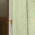 Yellow wasp, insect sitting on wall, macro shots, wild life photography Royalty Free Stock Photo