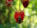 Wasp on raspberry