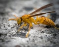 A Yellow Wasp On A Rustic Surface.