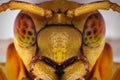 Yellow Wasp Selfie Royalty Free Stock Photo