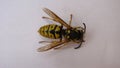 Yellow wasp on a white background. yellow hornet a white background. Closeup European wasp or German wasp. isolated Yellowjacket o Royalty Free Stock Photo