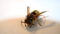 Yellow wasp on a white background. yellow hornet a white background. Closeup European wasp or German wasp. isolated Yellowjacket o