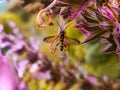 A yellow wasp with wings wide open on a purple flower