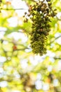 Yellow wasps eating grapes