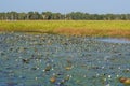 Yellow Water Cruise