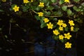 Yellow water flowers. Royalty Free Stock Photo