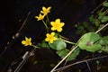 Yellow water flowers. Royalty Free Stock Photo