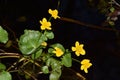 Yellow water flowers. Royalty Free Stock Photo