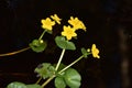 Yellow water flowers. Royalty Free Stock Photo