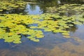 Yellow water flowers Nuphar Lutea Royalty Free Stock Photo