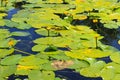 Yellow water flowers Nuphar Lutea Royalty Free Stock Photo