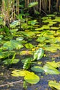 Yellow water flowers Nuphar Lutea Royalty Free Stock Photo