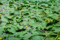 Yellow water flowers Nuphar Lutea in pond, aquatic ecosystem, selective focus Royalty Free Stock Photo