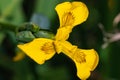 Yellow Water Iris flower Iris Pseudacorus. Iris pseudacorus or yellow lily, is a perennial species of the Iridaceae family. It Royalty Free Stock Photo