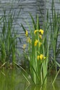 Yellow water iris flowers on the lake Royalty Free Stock Photo