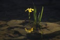 Yellow water iris flowers on the lake Royalty Free Stock Photo