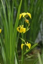 Yellow water iris flowers on the lake Royalty Free Stock Photo