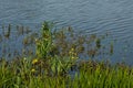 Yellow water iris flowers in the pond - Iris pseudacorus Royalty Free Stock Photo