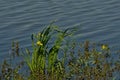 Yellow water iris flowers in the pond - Iris pseudacorus Royalty Free Stock Photo