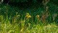 Yellow water iris flowers Royalty Free Stock Photo