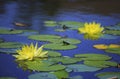 Yellow water lilies in Balboa Park, San Diego Royalty Free Stock Photo