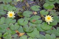 Yellow water lilies Royalty Free Stock Photo