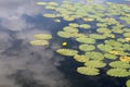 Yellow Water Lilies and Green Water Lily Leaves Royalty Free Stock Photo