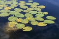 Yellow Water Lilies and Green Water Lily Leaves Royalty Free Stock Photo