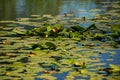 Yellow water lilies growing in the lake at sunset Royalty Free Stock Photo