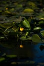 Yellow water lilies growing in the lake at sunset Royalty Free Stock Photo