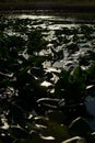 Yellow water lilies growing in the lake at sunset Royalty Free Stock Photo