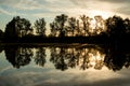 Yellow water lilies growing in the lake at sunset Royalty Free Stock Photo